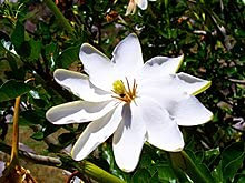 100 pz Nerium Oleander Seeds Grappoli di semi di fiori Pink Blossoms