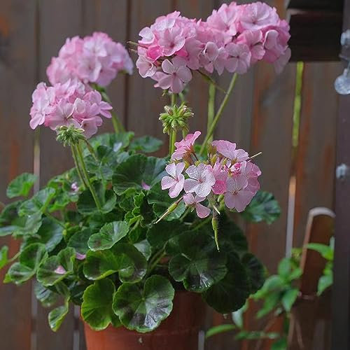350 pcs Geranien Samen Hängend, Wildblumen, Winterharte Stauden Geranien Pflanzen Echt (Pelargonium hortorum) Blumen Samen Mehrjährige, Kübelpflanzen Blumen Samen, Plants Blumensaat,