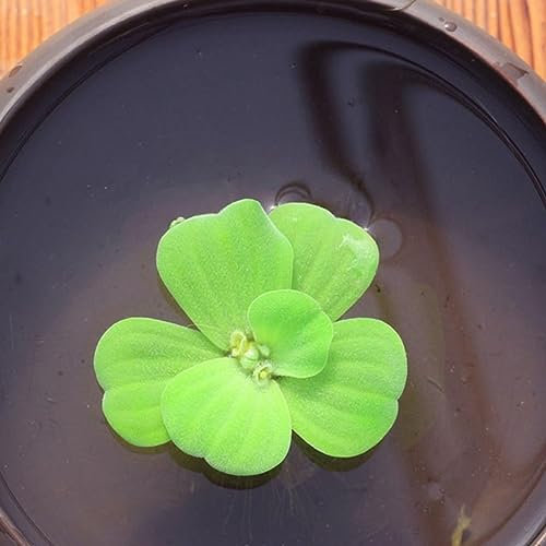 PERZOE 100 pezzi di semi di piante, giacinto d'acqua Pistia Hottonia Ludwigia Pond Decor Semi di piante acquatiche A