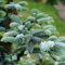 80 Pc Semi Dell'Albero Di Natale - Semi Di Abete Semi Veri Di Piante D'Appartamento Semi Di Abete, Mini Giardino, Albero Bonsai Vero Alberi Di Piante Di Alberi Bonsai Piante In Vaso