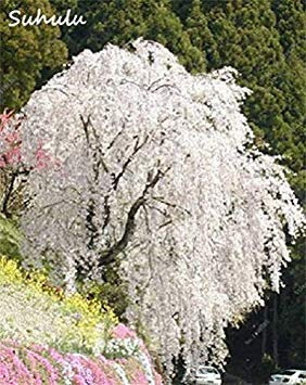 Potseed . Tree Japanese Sakura Tree 20 Pcs Rare Red Cherry Blossoms Flowers Mixed Prunus Serrulata DIY Home Garden Plants: 1