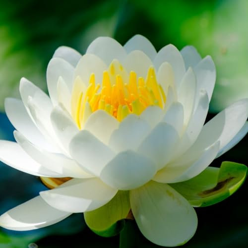 Water Lily Bulbs, Easy to Maintain, Perennial, Suitable for Gardens, Ponds, Fish tanks-40bulbs-A