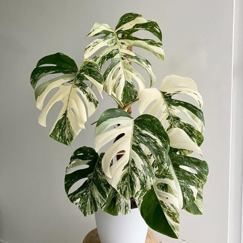 monsterasamen seltene exotische geeignet für anfänger 55pcs