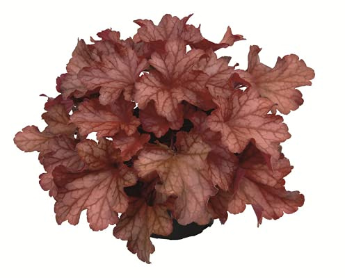 Heuchera - Purpurglöckchen Paprika - winterhart, im Topf 12 cm, in Gärtnerqualität von Blumen Eber - 12cm
