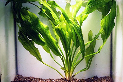 Echinodorus Wiridis - Aquarium-Pflanze