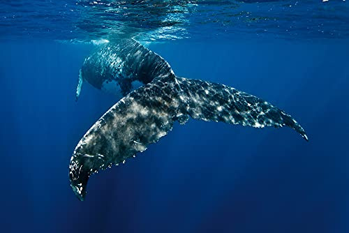 A.S. Création Fototapete Tiere Blau | Natur Grau Whale Fin Wohnzimmertapete 4.00 m x 2.67 m Blau Grau