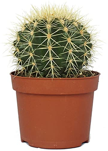 DECOALIVE Echinocactus Grusonii Planta Natural Cactus Erizo Planta de Interior y Exterior, 8436601570093