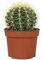 DECOALIVE Echinocactus Grusonii Planta Natural Cactus Erizo Planta de Interior y Exterior, 8436601570093