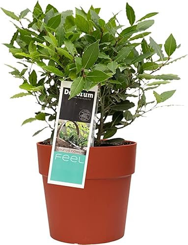 Laurel Natural Árbol Perenne con Hojas Aromáticas