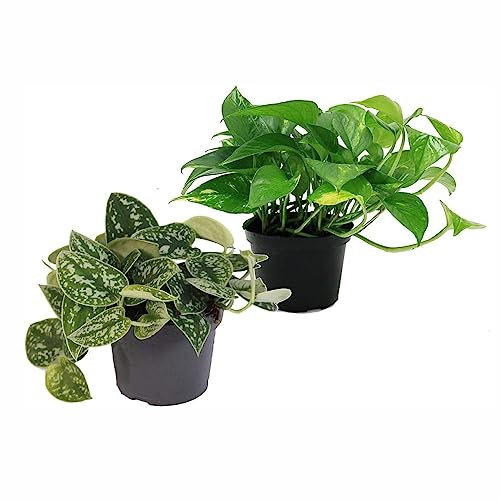 150 pcs efeutute samen - plant zimmerbonsai bonsai Epipremnum aureum,Efeutute am Moosstab, pflanzenkübel pflanzendeko zimmerpflanzen wenig lichtbedarf seed hochbeett gardening deko