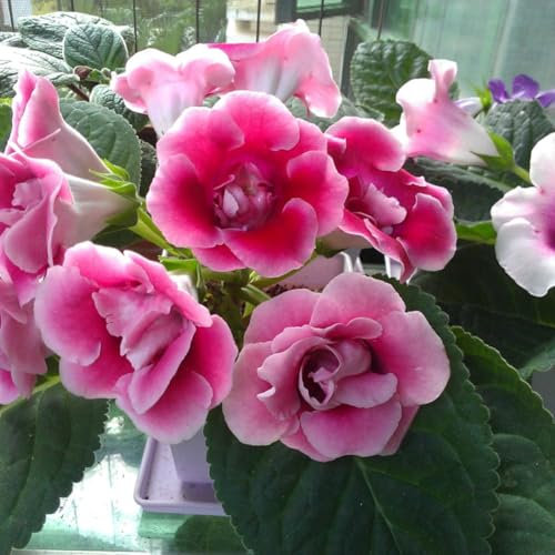 100 Unids Saintpaulia Ionantha Semillas de Violetas Africanas Hermosas Semillas de Jardinería de Plantas de Jardín de Flores para Plantar Ahora Violeta