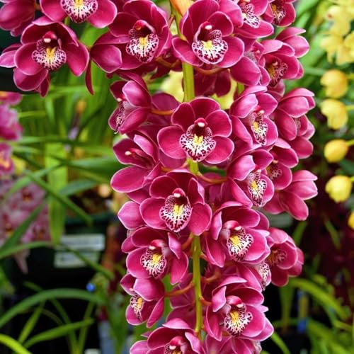 Cymbidium Pflanzen Blumenzwiebeln MehrjäHrig Winterhart Cymbidium Orchidee Pflanze Phalaenopsis Orchideen Winterhart Zwiebeln Pflanzen In Top QualitäT -3bulbs-E