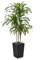 VeriNatural Drácena Artificial 150 cm - Planta Artificial Grande con Hojas Ajustables, Protección UV, Maceta Negra Cónica Plantas - Decorativas para Hogar, Oficina, Jardín e Interior Exterior, VN127