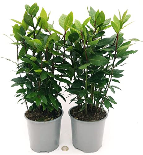 POWERS TO FLOWERS - ALLORO VASO 14CM, 2 PIANTE, piante vere