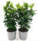 POWERS TO FLOWERS - ALLORO VASO 14CM, 2 PIANTE, piante vere