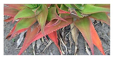 Pcs - 10x Aloe Mandotoensis Succulent Jardin Plantes - Graines ID806 - Seeds & Plants Shop by Ipsa