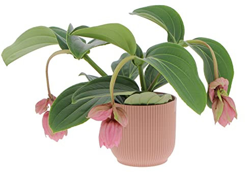 Kentis - Medinilla Magnifica - Piante Vere Tropicali da Appartamento - Pianta Fiorita Ornamentale Pendente da Interno - Vaso Ø 17 cm