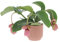 Kentis - Medinilla Magnifica - Piante Vere Tropicali da Appartamento - Pianta Fiorita Ornamentale Pendente da Interno - Vaso Ø 17 cm
