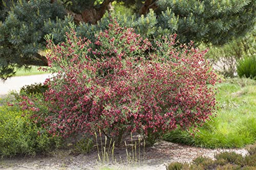 Cytisus scoparius 'Boskoop Ruby' 30-40 cm - Besenginster, rubinrote Blüten, Blütezeit April-Juni, ideal für Rabatten, bienenfreundlich, pflegeleicht