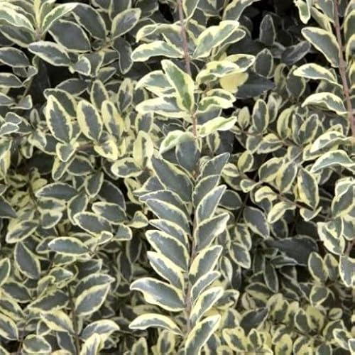 Vivai le Georgiche - Pianta vera di Ligustrum x ibota Musli Muster Ligustro - vaso Ø 18 cm