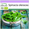 SAFLAX - BIO - Spinat - Winterriese - 250 Samen - Spinacia oleracea