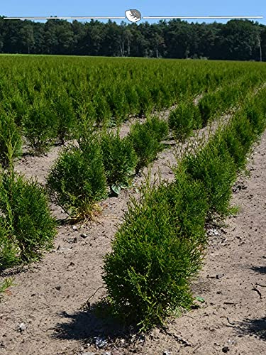 Lebensbaum Thuja Smaragd 60-80 cm im Topf. 8x Heckenpflanze. Immergrüne Konifere