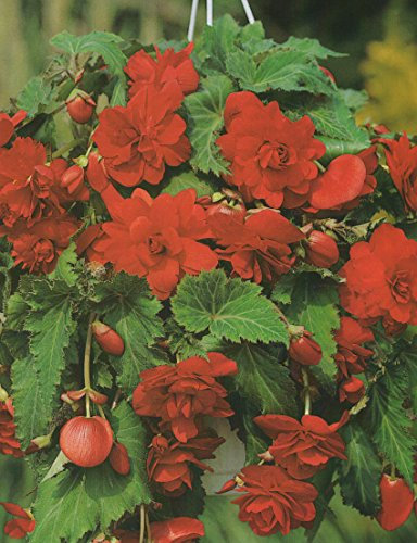 Begonien pendula hängend in rot gefüllt Blumenzwiebeln Knollenbegonie (5 Blumenzwiebeln)