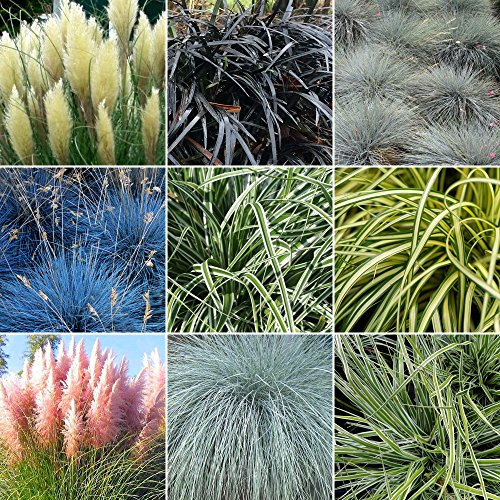 GardenersDream 3 x Mixed Grass Shrubs - Outdoor Garden Ready Ornamental Grasses - Decorative Evergreen Grass Plant for Gardens, Patios, Borders (15-30cm, incl. 9cm Pot)