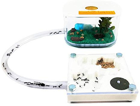 Anthillshop.es Formicaio Bianco educativo 3D 7x7 con Scatola di foraggiamento (formiche Incluse gratuitamente)