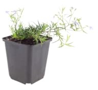 Phlox Subulata con Foglie Sempreverdi, Giardino Roccioso, Blu, Set da 48