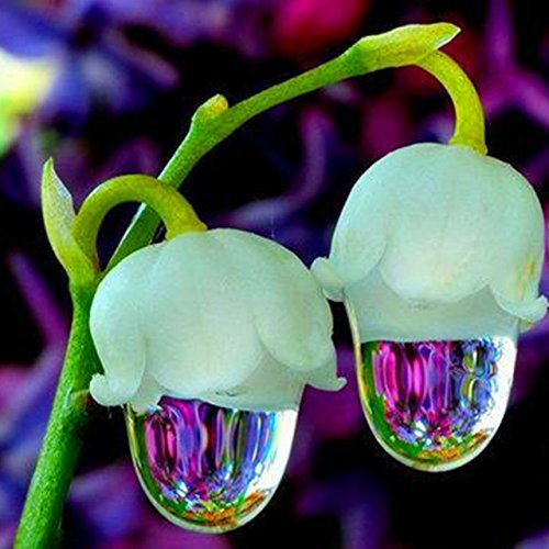 Bolsa de 50 semillas de lirio de los valles, de encantadora fragancia, para maceta, balcón o jardín, color rosa