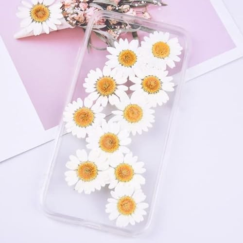LEEYOX Gefärbte weiße Chrysantheme getrocknete Blume DIY Handtropfen-Kleber geprägte Handyhülle Aromatherapie-Kerze Probe gepresste Blume