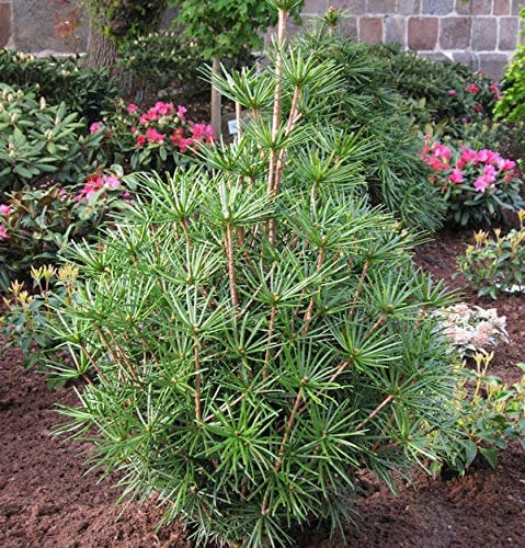 Japanische Schirmtanne Platyno 50-60cm - Sciadopitys verticillata - Gartenpflanze