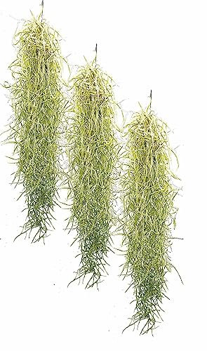 Biotope Aquatics Ltd - 3 x Spanish Moss - Tillandsia Usneoides Hanging Air Plant - House Airplant