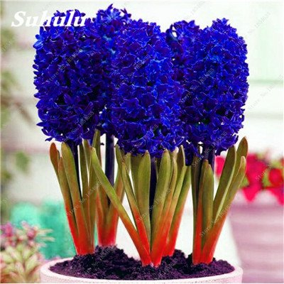 100 PC-Hyazinthe Samen Gartenhyazinthe Indoor Grünpflanzen, Blumen Pflanzen, einfach zu wachsen, DIY Hausgarten Topfpflanze 6