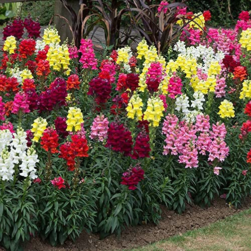 Snapdragon 'Sonnet Mix'. Plug Plant x 6. Bright, Colourful Bedding & Border Flowers. Available from Bedwen Plants