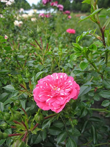 Rosa Knirps ® - Stammrose Knirps ® - Kordes Rose - ADR Rose