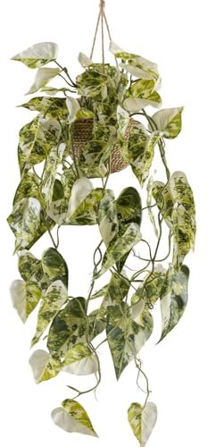 CREATIV green künstliche Hängepflanze im Korb I Syngonium variegata mit 80 cm Langen Ranken I Künstliche grüne Zimmerpflanze zum hängen in trendigem Korb I hochwertige Hängepflanze für innen