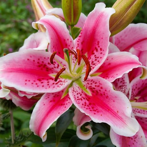 Lily Star Gazer - Fragrant Flowering Bulb Plants - Hardy Summer Garden Lilies - Perfect for Borders and Pots - Vibrant Pink and White Blooms - Outdoor Garden Plants UK (8 Bulbs)