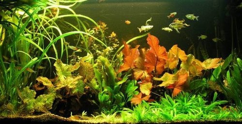 WASSERPFLANZEN WOLFF - Unterwasser-Landschaft Lotuswelt für ein 60 Liter Aquarium, Aquariumpflanzen-Set Sortiment