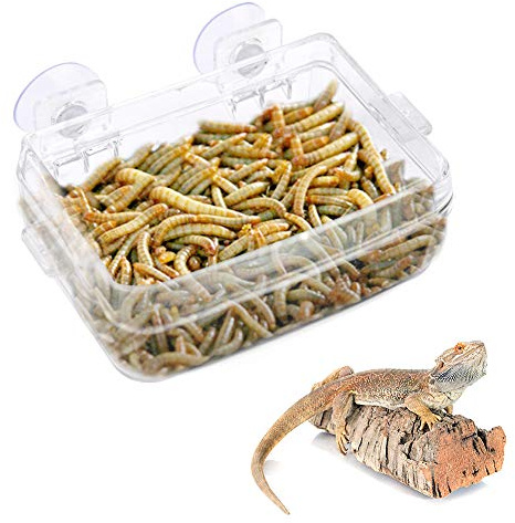 Reptile Feeder, Transparent Amphibians Feeding Basin with Suction Cup for Gecko Snakes Snakes Chameleon Iguana