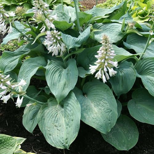 Perfect Plants - Hosta 'Halcyon' – Classic Blue Perennial in a 17cm Pot – Slug-Resistant & Hardy