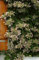 Schizophragma hydrangeoides roseum (60-80 cm) - Spalthortensie