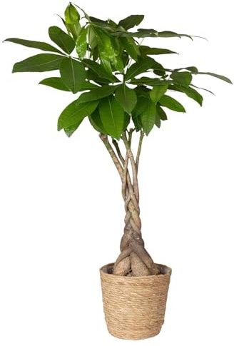 Glückskastanie im Korb Osaka, Topf-Ø 21 cm, Höhe ca. 100 cm