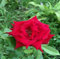90 graines de roses de Damas roses