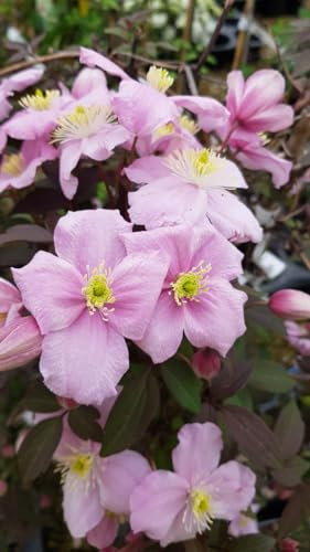 Clematis montana 'Mayleen' / Clématite des montagnes/Conteneur de 3 à 4 litres/Plante Grimpante