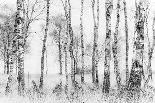 SELIE Papier Peint Jungle Bouleau Noir Et Blanc Papier Peint Panoramique Moderne Décoration Murale