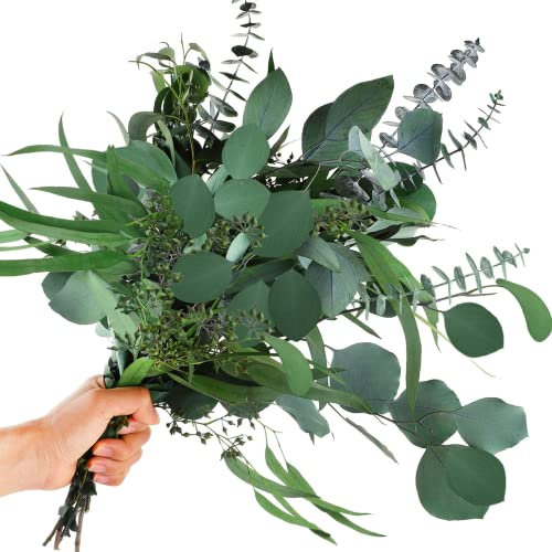 Oning 12 PCS Eukalyptus Getrocknet 3 Arten gemischte Echt Eukalyptuszweige mit Eucalyptus Gunnii Natürliche Trockenblumen Eukalyptusblätter für Hochzeit Dekoration, Zimmer, Balkon deko (ca. 30-38 cm)