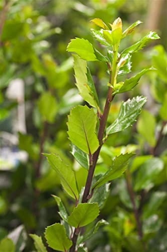 Stechpalme 'Blue Prince' 80-100 cm Ballen Ilex meserveae Heckenpflanze