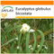 SAFLAX - Garden in the Bag - Eucalyptus (bicostata) - 100 Samen - Mit Anzuchtsubstrat im praktischen, selbst aufstellenden Beutel - Eucalyptus globulus
